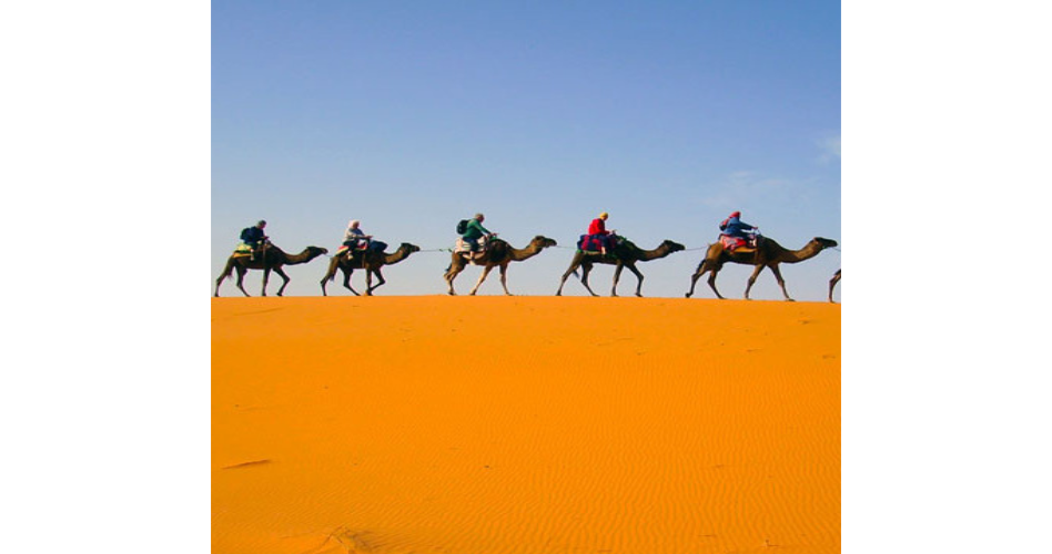 image of camels