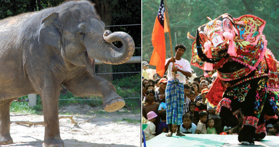 image of dancing elephants